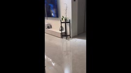 Excited Bichon races around the living room in Henan, China