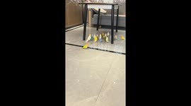 Parrots gather under the table in Guangdong, China