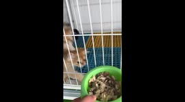 Hungry kittens eagerly reach for food in Liaoning, China
