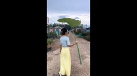 Walking with lotus leaf umbrellas in Neimenggu, China