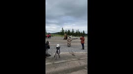 Wild bears play fight on beach in Kenai, Alaska, USA