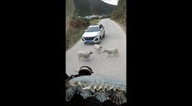 Head-butting sheep cause traffic jam in Yunnan, China