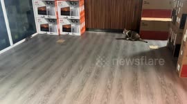 Rat screams after being startled by cat in Cambodia