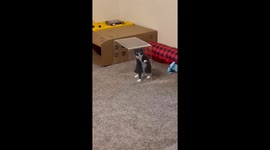 Cat Stuck in Self-Inflicted Cat Jail