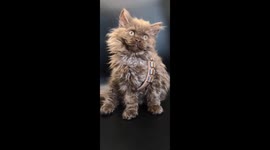 Kitten's First Cosplay