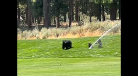 Bears Playing in a Sprinkler