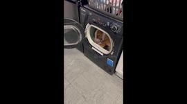 Dog finds cosiest sleeping spot... inside a tumble dryer