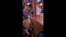 Picky Pup Demands Ranch