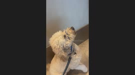 Hotel Concierge Held Stick Overnight for Dog