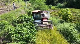 China: Drones facilitate rice harvest in southwest China