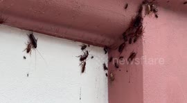Tourists horrified as floods drive cockroaches and centipedes up walls in northern Thailand
