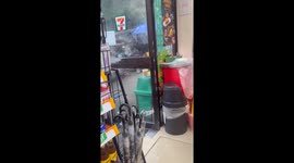Pair of dogs shelter in convenience store during storm