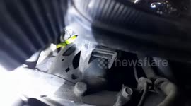 Tree snake found hiding in motorcycle
