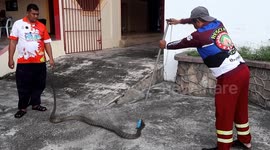 Huge king cobra found hiding under bedroom wardrobe