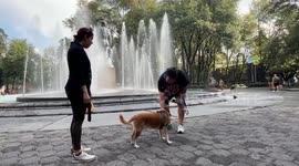 Mexico: Mexico leads Latin America in stray dog numbers, pet ownership