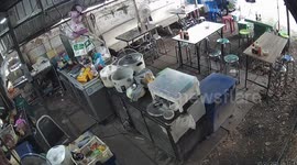 Chef does CPR to save squirrel injured by power lines
