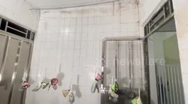 Pet cats dangle from ceiling while having IV drips for infections