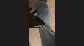 Kitten tries to fit into mom's pants and gets hilariously stuck halfway inside