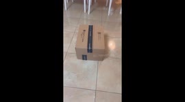 Cardboard box roams through the house before revealing a meerkat inside