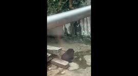 Bear Scratching on a Rock