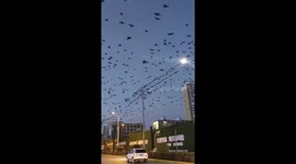 A Flock of Birds Flying in the Sky