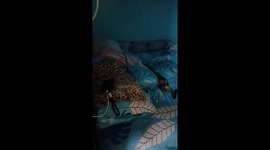 Cats nap with bellies exposed and limbs splayed