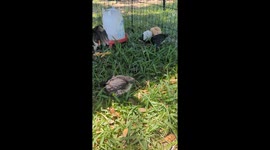 Tiny Rooster Rumble: Witness the Duel for Dominance in Our Chick Flock!