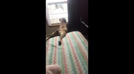 Goofy dog finds a way to watch the outside world without leaving bed