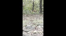 One of three Fawn up here eating without it’s mama, she’s growing up and able to leave the group to eat
