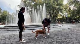 Mexico leads Latin America in stray dog numbers, pet ownership