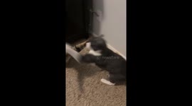 Two house cats caught fighting playfully in Cypress, Texas, USA