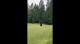 Bear Plays with Golf Hole