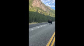 Up Close With a Yellowstone Giant