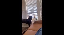 Dog and Cockatoo Are the Cutest Security Team