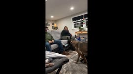 Malinois Boops Ball With Her Snout