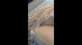 Cat Says 'Mama' on Command