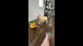 Diva Dog Loves to Dance