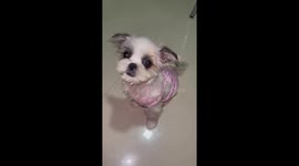 Man gives treats to hungry pet dog sitting on floor