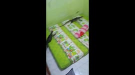 Schoolgirl shocked to find two monitor lizards in her bedroom