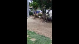 Dog falls to the ground while playing alone in hammock