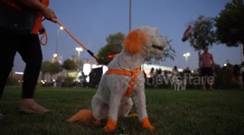 Iraq: International Dog Day brings joy to Sulaymaniyah with special contest