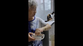 Greedy cat jumps onto fridge to wait for chicken breast