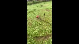 Trimmer mishap turns unexpectedly playful in Borovsk, Russia