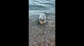Curious seal stops to 'say hello' to beachgoers in Devon