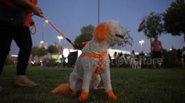 International Dog Day brings joy to Sulaymaniyah with special contest