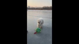 Human-Dog Interaction on the Icy Surface