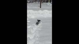 Brave Pup Fearless in the Face of Adversity