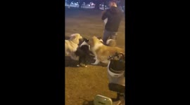 A Charming Dog