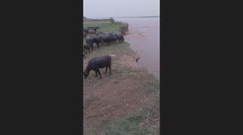 Buffalo falls into river after riverbank erosion in Sahiwal, Pakistan