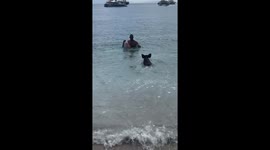 Pig chases swimmer holding vegetables in Atokos, Greece